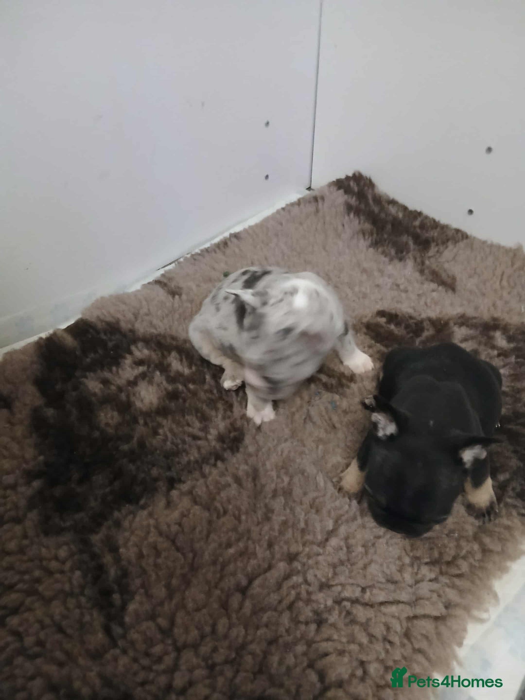 French Bulldog dogs for sale: French Bulldog puppies  - Image 9