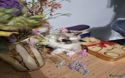 Persian cats for sale: Persian kittens - Image 7