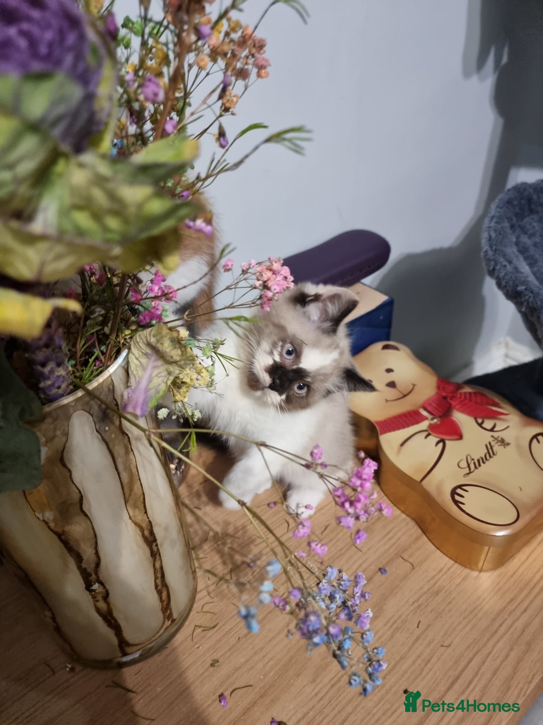 Persian cats for sale: Persian kittens - Image 7