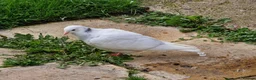 Pigeons birds for sale: White Tumbler baby pigeon for sale - Advert 4
