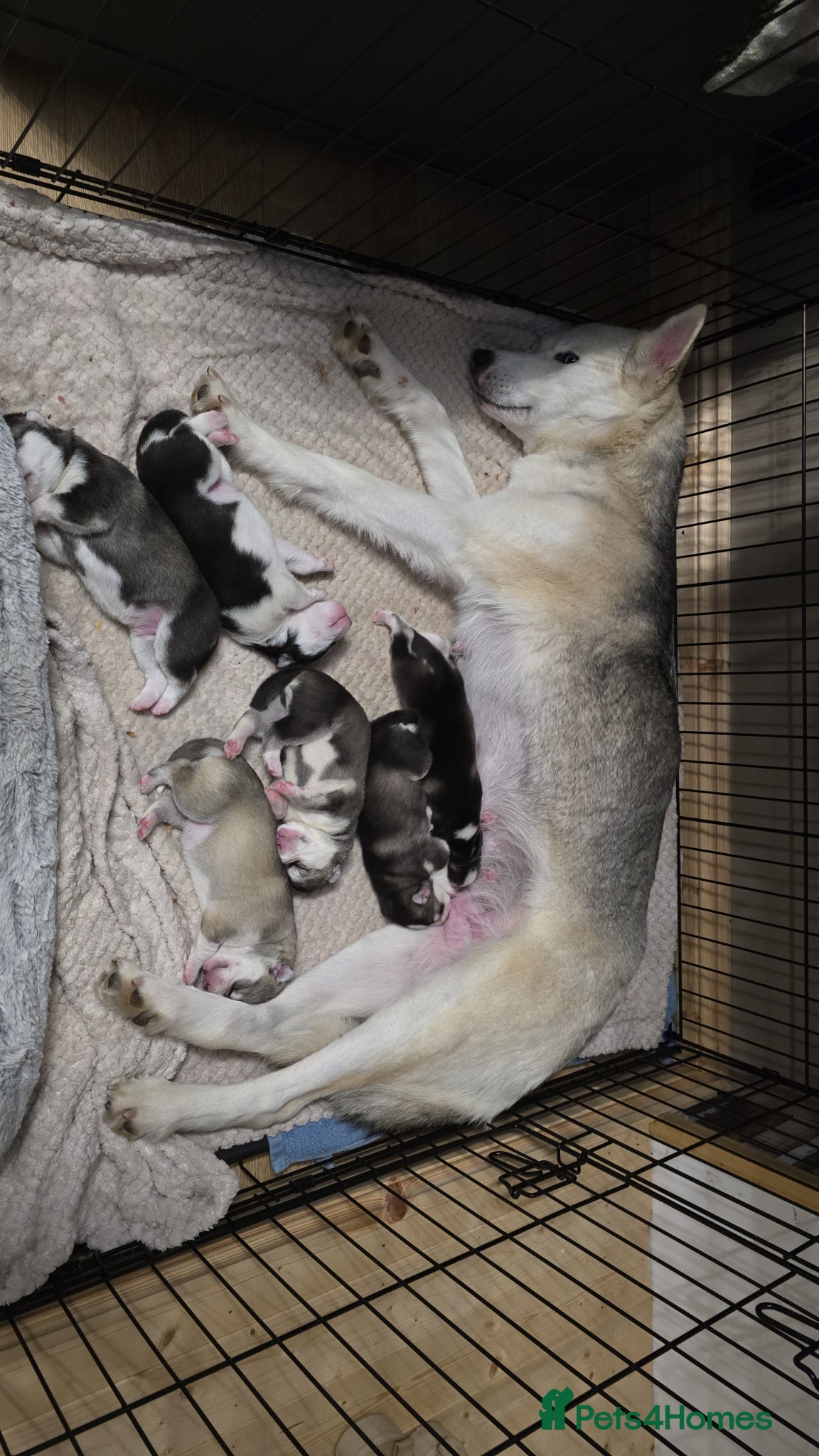 Siberian Husky dogs Siberian husky pups - Advert 1