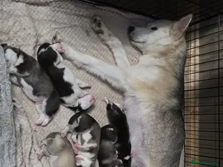 Siberian Husky dogs Siberian husky pups - Advert 1