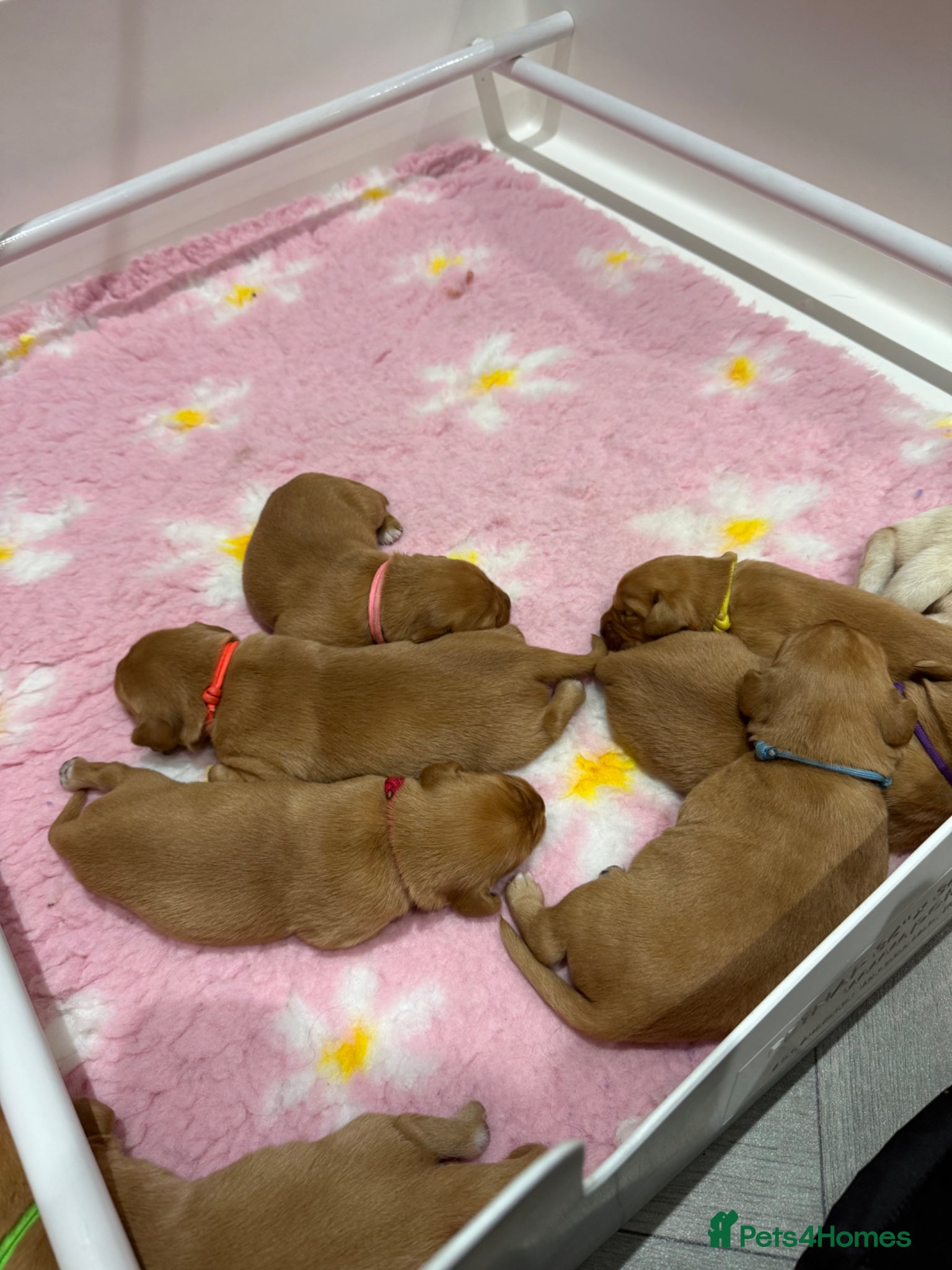 Labrador Retriever dogs for sale: Health Tested Labrador Puppies For Sale  - Advert 1
