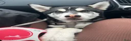 Utonagan dogs for sale: 2 year old husky for sale  - Advert 7