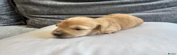 Dachshund dogs for sale: KC REG long haired miniature dachshund - Advert 29