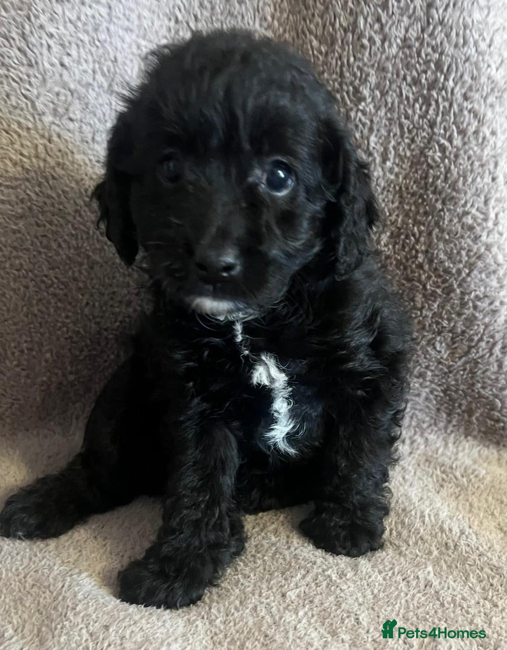 Labradoodle dogs Last 1..£850 fully vaccinated F1b Labradoodle pups - Advert 3
