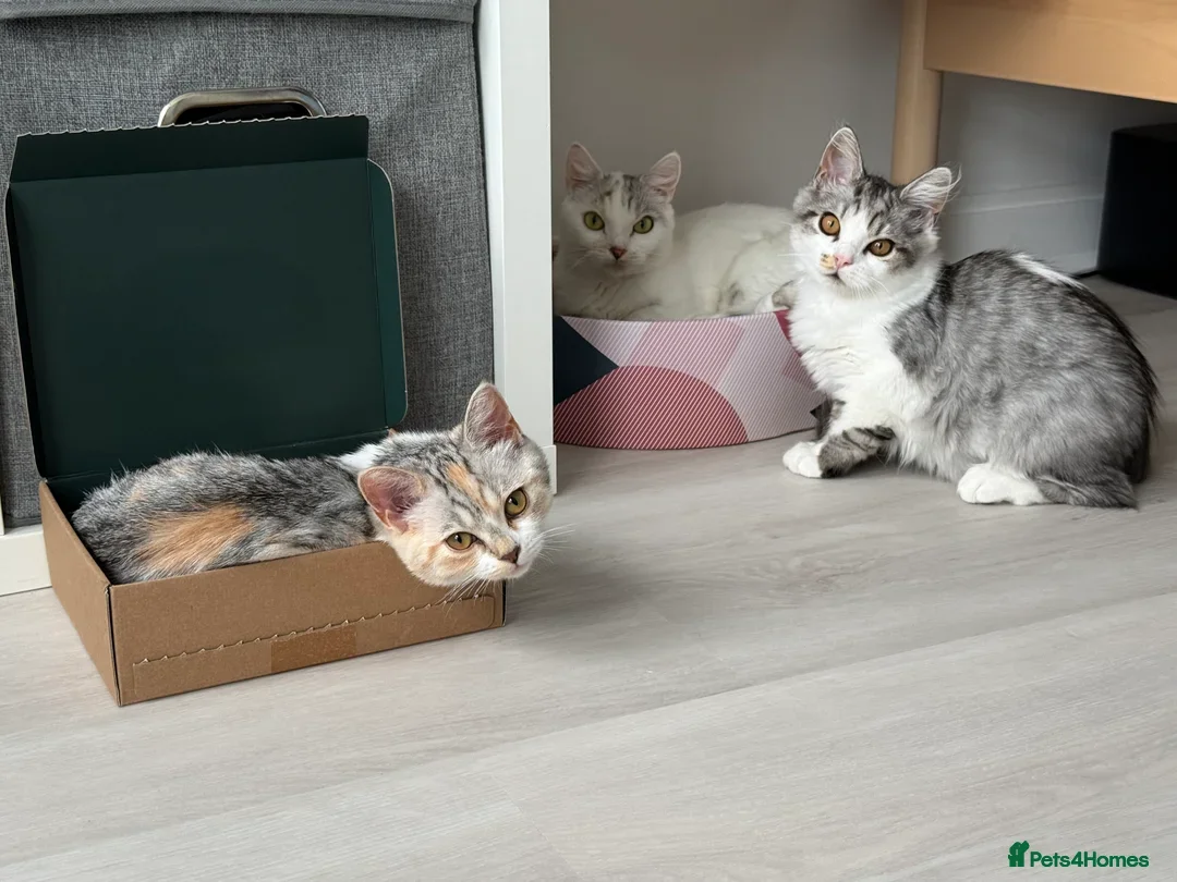 Munchkin cats for sale: Pedigree TICA Munchkin Kittens – Short Legs 🐈 - Image 12