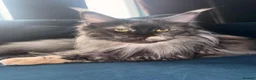 Maine Coon cats for sale: Maine Coon TICA Black Smoke in Blaenau Ffestiniog - Advert 4