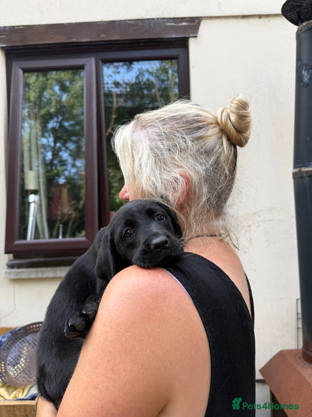 Labrador Retriever dogs for sale: Labrador boy 8 weeks  - Advert 2