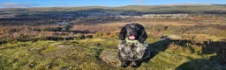 Cocker Spaniel dogs for stud: Stud KC Registered Blue Roan Cocker Spaniel  in Glasgow - Advert 1