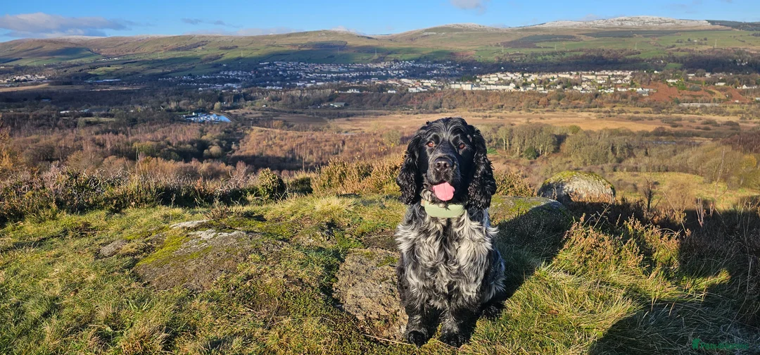 Cocker Spaniel dogs for stud: Stud KC Registered Blue Roan Cocker Spaniel  in Glasgow - Advert 1