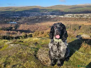 Cocker Spaniel dogs Stud KC Registered Blue Roan Cocker Spaniel - Advert 1