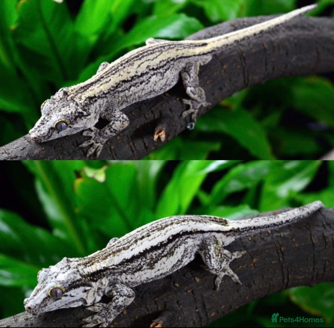 Gecko reptiles Gargoyle/crested geckos for sale  - Advert 11