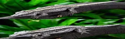 Gecko reptiles for sale: Gargoyle/crested geckos for sale  - Advert 1