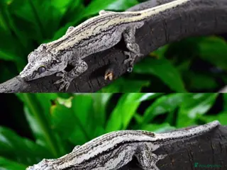 Gecko reptiles Gargoyle/crested geckos for sale - Advert 11