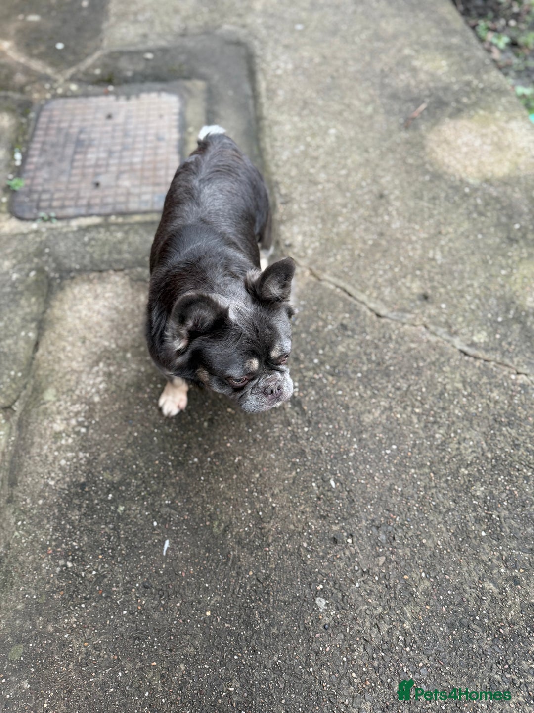 French Bulldog dogs for sale: Fluffy frenchie  - Advert 5