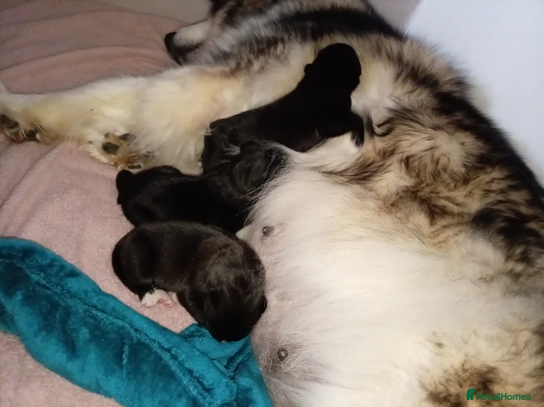 Mixed Breed dogs for sale: Alaskan malamute X Cane Corso - Advert 2