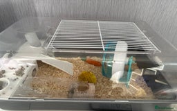 Hamster rodents for sale: Rocket the Dwarf Hamster for adoption - Image 3