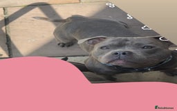Staffordshire Bull Terrier dogs for stud: Blue staff Stud - Image 2