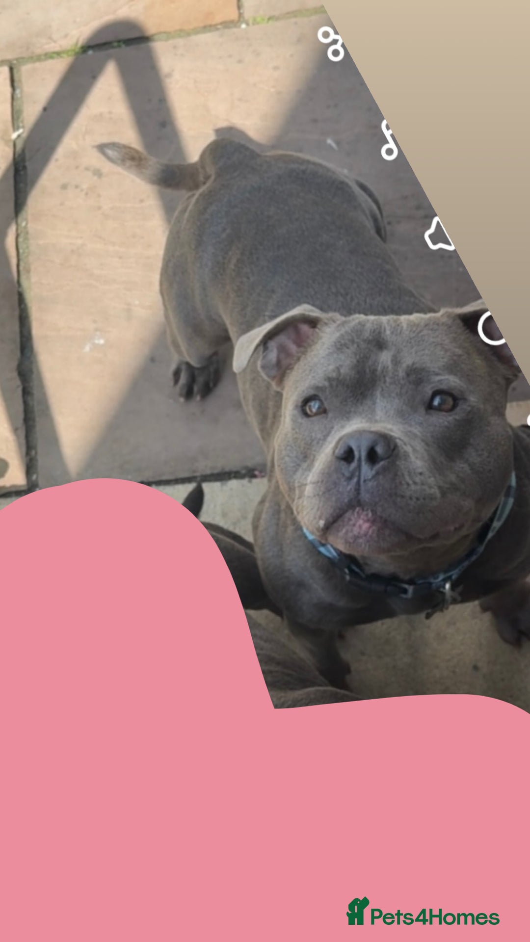 Staffordshire Bull Terrier dogs for stud: Blue staff Stud - Image 2
