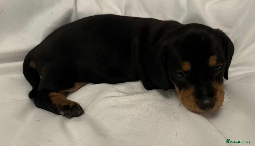 Dachshund dogs for sale: Standard Dachshund Puppies  - Image 19