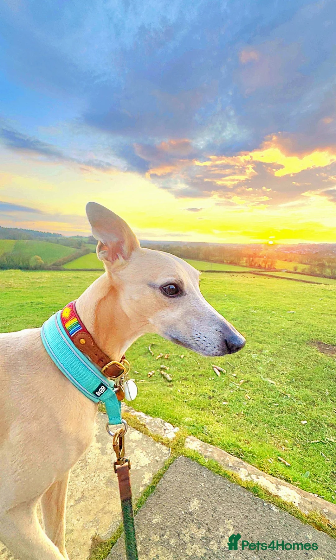 Whippet dogs for stud: Whippet for stud (KC reg; pedigree) Dorset. 20" in Sherborne - Advert 6