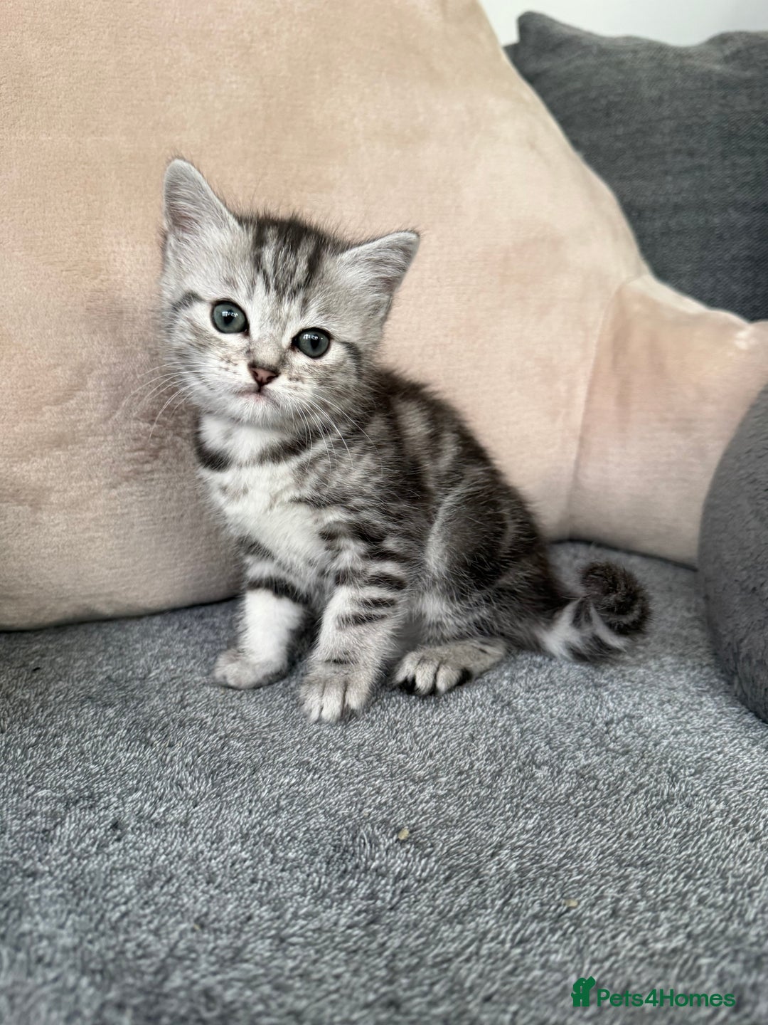 Mixed Breed cats for sale: Kittens for sale  - Advert 5