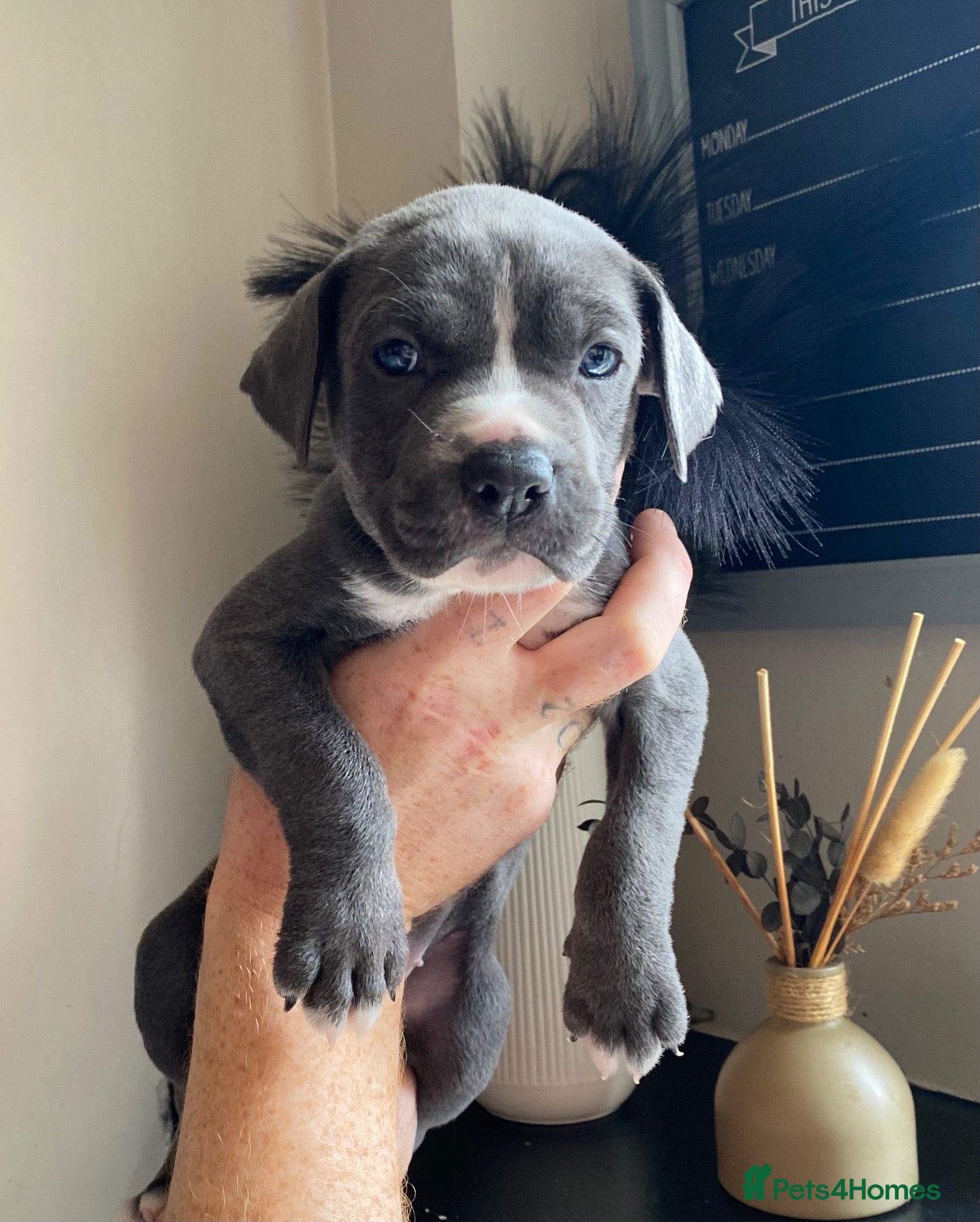 Mixed Breed dogs Cane Corso X Staff Puppies - Advert 2