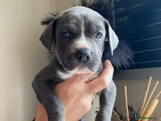 Mixed Breed dogs Cane Corso X Staff Puppies - Advert 2