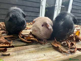 Guinea Pig rodents Trio of male super friendly guinea pigs - Advert 1