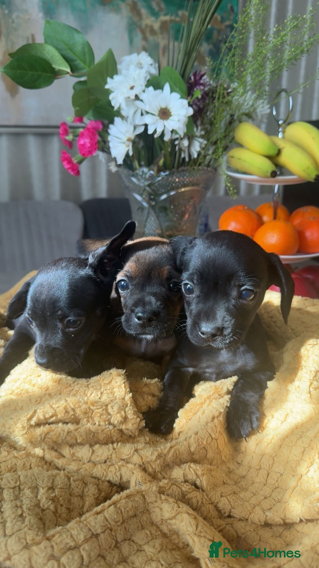 Mixed Breed dogs for sale: Dachshund and French bulldog mix - Image 8
