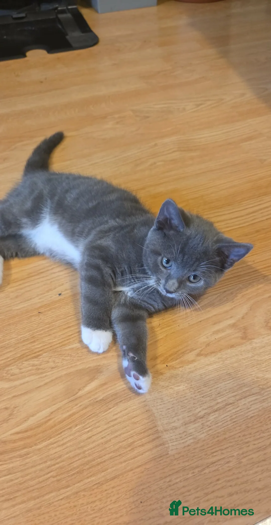 Mixed Breed cats for sale: little kittens - Advert 1
