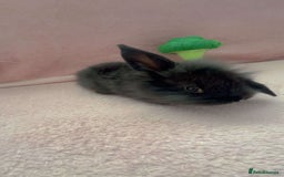 Mini Lion Lop rabbits for sale: Lion dutch lops - Image 8