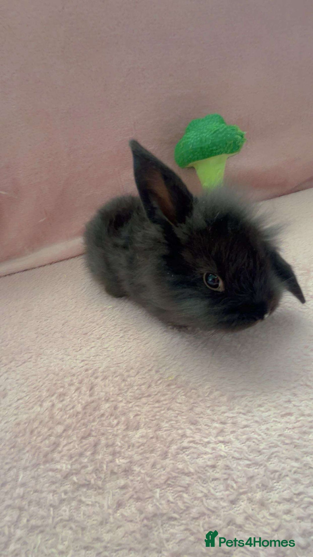 Mini Lion Lop rabbits for sale: Lion dutch lops - Image 8