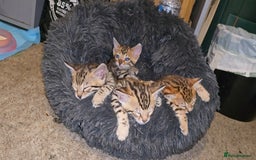 Bengal cats for sale: Bengal Kittens  - Image 15