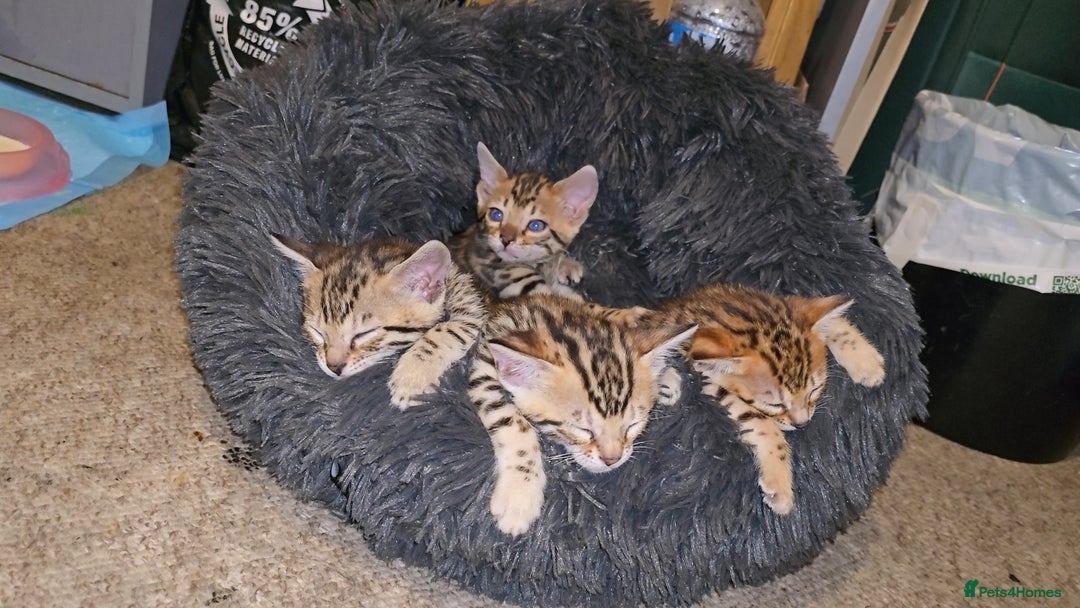 Bengal cats for sale: Bengal Kittens  - Image 15