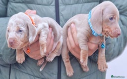 Dachshund dogs for sale: SHOW QUALITY PUPS AVAILABLE  - Image 7
