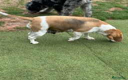 Beagle dogs for sale: loving Girl Beagle looking for 5 Star Home - Image 2