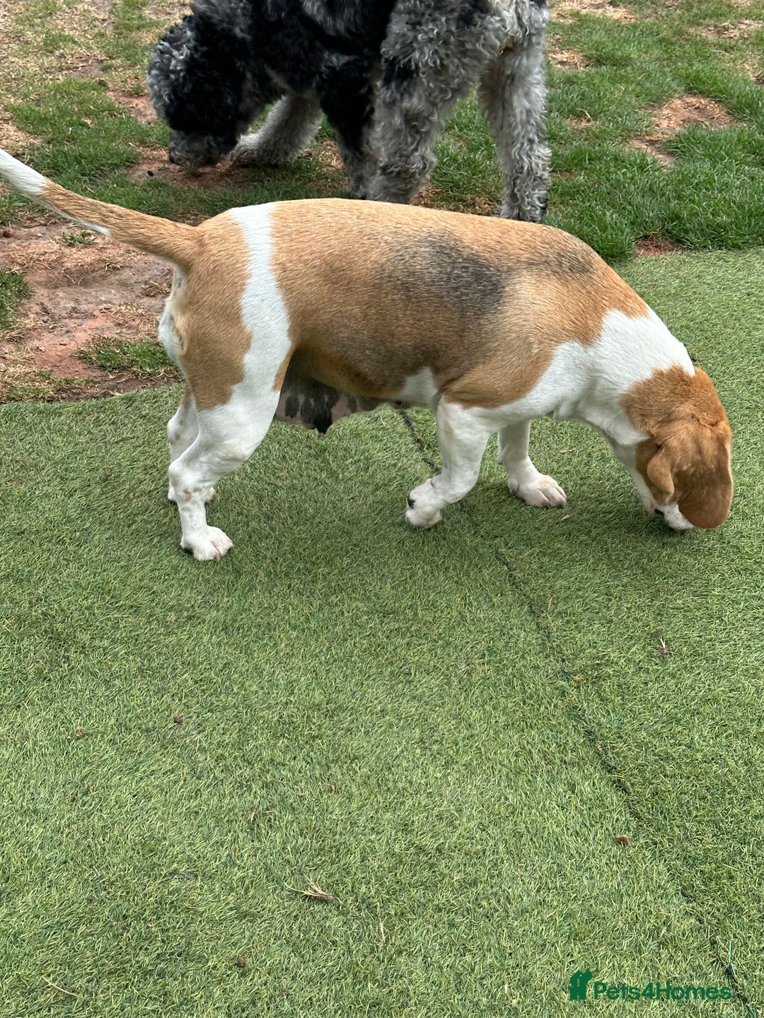 Beagle dogs for sale: loving Girl Beagle looking for 5 Star Home - Image 2