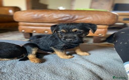 Border Terrier dogs for sale: Cheeky Little Border Terrier Puppies - Image 5