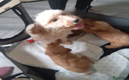 Cavapoo dogs for sale: Miniture F1 cavapoo pups  - Image 5