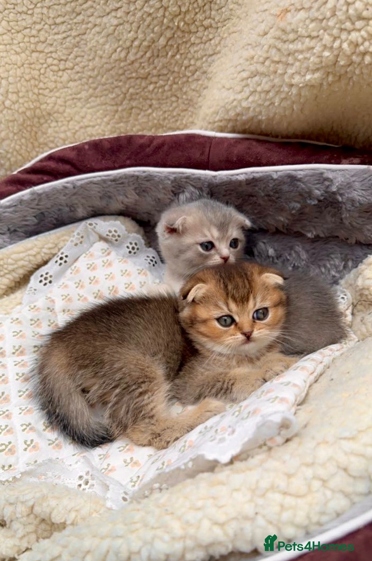 Scottish Fold cats Beautiful Scottish Fold Kittens: Golden and Blue - Advert 2