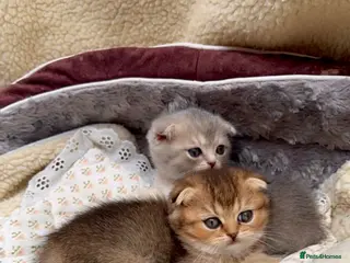 Scottish Fold cats Beautiful Scottish Fold Kittens: Golden and Blue - Advert 17