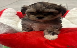 Shih Tzu dogs for sale: Beautiful Shih Tzu puppies - Image 11