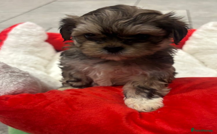 Shih Tzu dogs - Advert 11