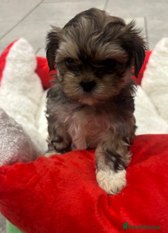 Shih Tzu dogs - Advert 11