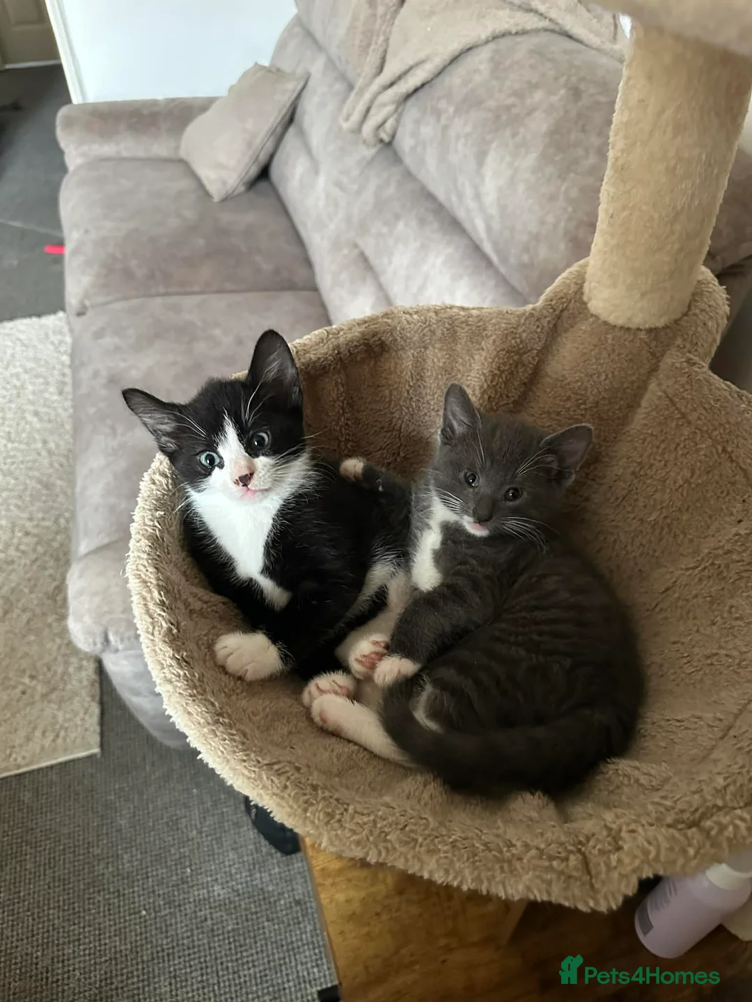 Mixed Breed cats for sale: Adorable little kitten ready to go! (White mask) - Advert 1