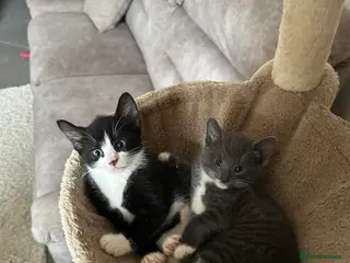 Mixed Breed cats Adorable little kitten ready to go! (White mask) - Advert 6