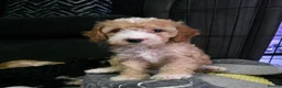 Cockapoo dogs for sale: READY NOW - 2 Gorgeous Female Cockapoo Puppies - Advert 4