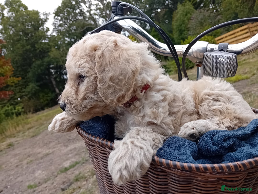 Miniature Poodle dogs for sale: Handsome Boy looking for forever Home: mini poodle - Image 6